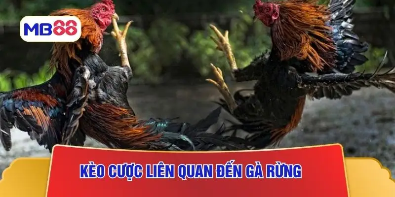Kèo cược liên quan đến gà rừng