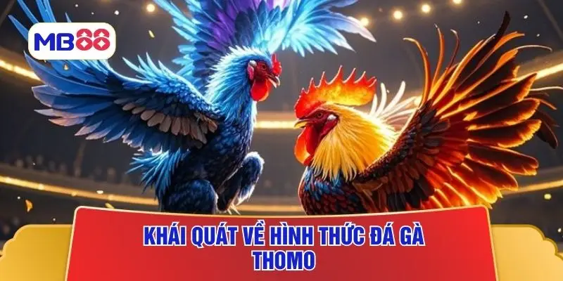 Khái quát về hình thức đá gà Thomo